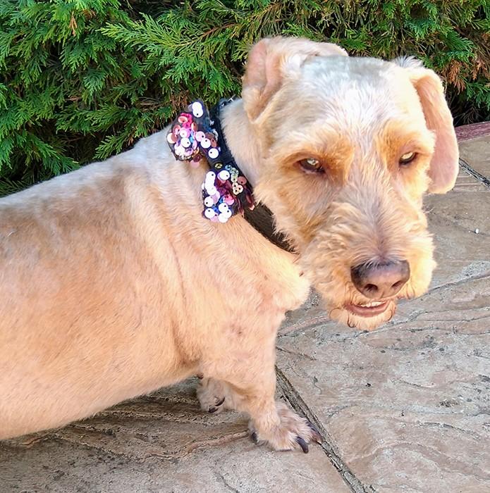 susana escribano Lazo lentejuelas para collar de mascota Limitado a 3 días